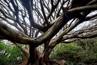 アコウの木の写真・動画_image_171693