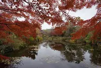 北川村「モネの庭」マルモッタンの写真・動画_image_171717