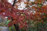 北川村「モネの庭」マルモッタンの写真・動画_image_171719