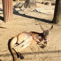 とべ動物園の写真・動画_image_174052
