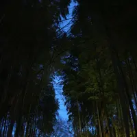 竹林の小径の写真・動画_image_175533