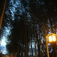 竹林の小径の写真・動画_image_175534