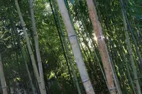 竹林の小径の写真・動画_image_175537