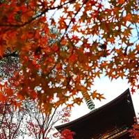 豪徳寺の写真・動画_image_176727