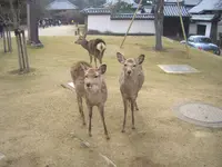 東大寺二月堂の写真・動画_image_176953