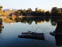 猿沢池の写真・動画_image_177076
