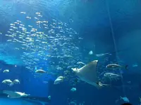 沖縄美ら海水族館の写真・動画_image_177552