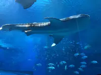 沖縄美ら海水族館の写真・動画_image_177602