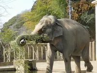静岡市立日本平動物園の写真・動画_image_182055
