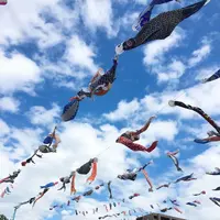 高槻市鯉のぼりフェスタの写真・動画_image_184427
