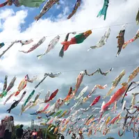 高槻市鯉のぼりフェスタの写真・動画_image_184428