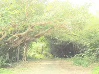 竹富島の写真・動画_image_184914