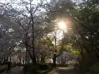 桜ノ宮公園の写真・動画_image_185162