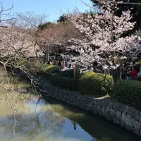鶴岡八幡宮の写真・動画_image_186656