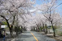 伊豆高原桜並木の写真・動画_image_187525