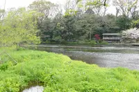 柿田川公園の写真・動画_image_187551
