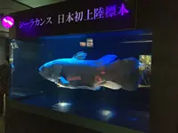 下関市立しものせき水族館・海響館の写真・動画_image_187754