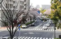 桜道（バス）の写真・動画_image_189564