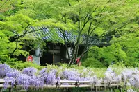今熊野観音寺の写真・動画_image_189991