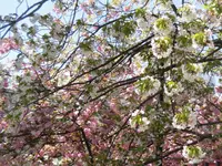造幣博物館の写真・動画_image_190942