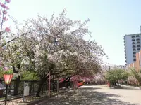 造幣局 桜の通り抜けの写真・動画_image_190955
