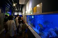 竹島水族館の写真・動画_image_191197