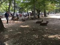 奈良公園の写真・動画_image_191548