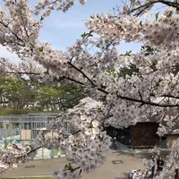 函館公園の写真・動画_image_194543