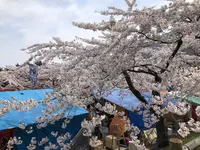 函館公園の写真・動画_image_194545