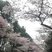 北海道神宮の写真・動画_image_194880