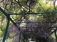 北川村「モネの庭」マルモッタンの写真・動画_image_196716