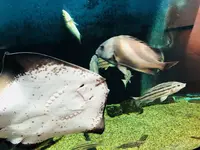 宍道湖自然館ゴビウスの写真・動画_image_197354