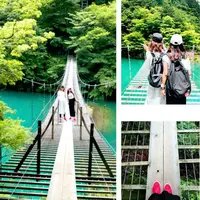 夢の吊橋の写真・動画_image_203252