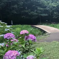 智光山公園花菖蒲の写真・動画_image_204394