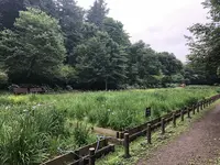 智光山公園花菖蒲の写真・動画_image_204397