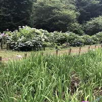 智光山公園花菖蒲の写真・動画_image_204398