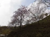 かんざき桜の山桜華園の写真・動画_image_205143