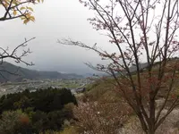 かんざき桜の山桜華園の写真・動画_image_205147