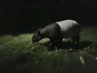 シンガポール動物園の写真・動画_image_212526