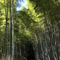嵐山 竹林の小径の写真・動画_image_232879