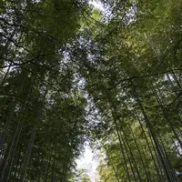 竹林の小径の写真・動画_image_238745