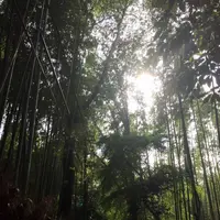 嵐山 竹林の小径の写真・動画_image_239326