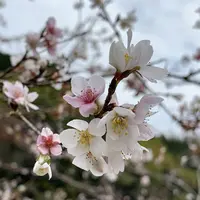 川見四季桜の里の写真・動画_image_240141