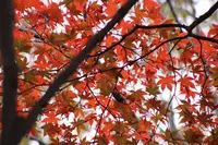 京王百草園の写真・動画_image_241969