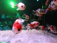 奈良金魚ミュージアムの写真・動画_image_245356