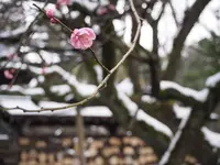 尾山神社の写真・動画_image_255252