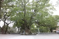大麻比古神社の写真・動画_image_256493