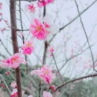 大麻比古神社の写真・動画_image_256494