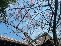平野神社の写真・動画_image_258444