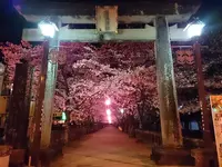 夜桜にうっとり♪の写真・動画_image_262257